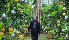 Vườn cây bạc tỷ “Thập toàn thập mỹ” của lão nông hút khách mỗi dịp Tết  