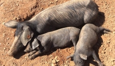 Doanh nhân rời bỏ thành phố vào rừng nuôi lợn trồng rau 