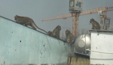 Cận cảnh đàn khỉ hơn 10 con trước khi bị bắn thuốc mê 