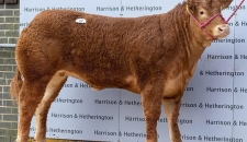 Con bò đắt nhất thế giới có giá 8,2 tỷ đồng, được đặt tên theo biệt danh của Victoria Beckham