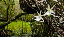 Phát hiện hoa lan đắt nhất TG trên dãy Himalaya: Nhìn giống hệt ếch, giá hơn 53 tỷ