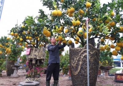 Cây cảnh... lãnh đủ: Ma trận bonsai 