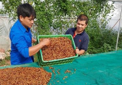 Cất bằng Đại học về quê khởi nghiệp, chàng trai 33 tuổi thu lãi trăm triệu/năm 