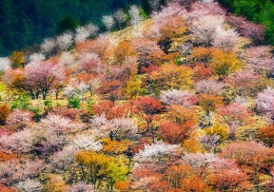 Ghé thăm 10 danh lam thắng cảnh đẹp nhất Nhật Bản