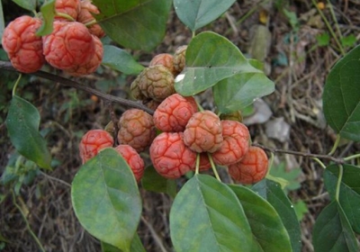 Quả nhìn như bộ não, mọc hoang mà giá gần 200 nghìn/kg