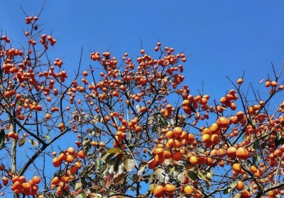 Kinh nghiệm vi vu Mộc Châu cuối mùa hồng chín
