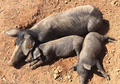 Doanh nhân rời bỏ thành phố vào rừng nuôi lợn trồng rau 