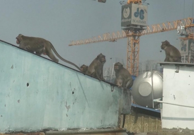 Cận cảnh đàn khỉ hơn 10 con trước khi bị bắn thuốc mê 