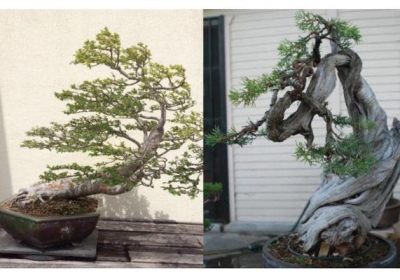 Mãn nhãn vườn cây cảnh