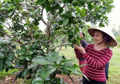 Về quê khởi nghiệp, 8X Hà Tĩnh còn giúp hàng chục hộ dân có thu nhập cao