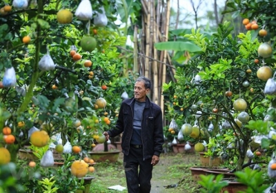 Vườn cây bạc tỷ “Thập toàn thập mỹ” của lão nông hút khách mỗi dịp Tết  